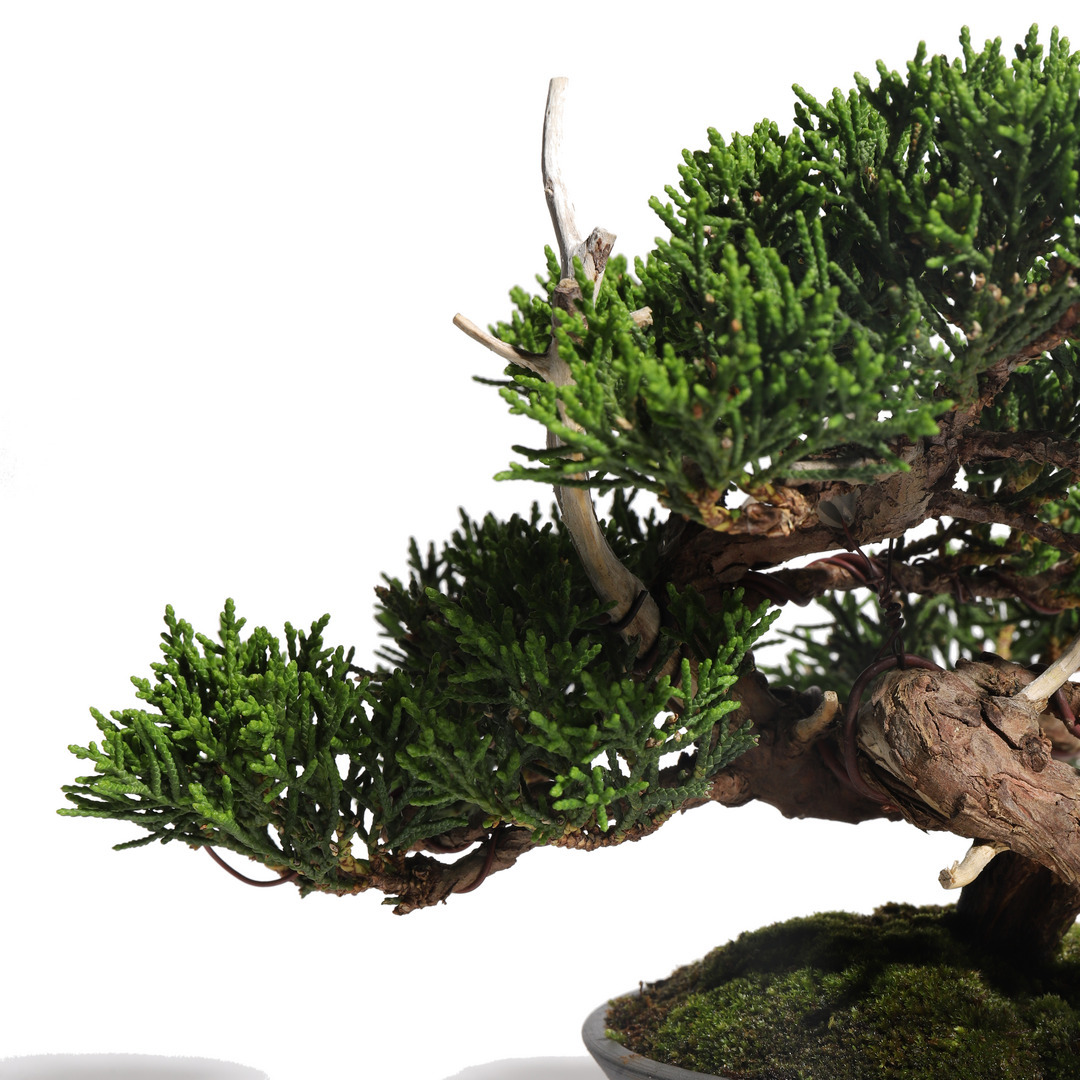 真柏 -Japanese Juniper- （推定樹齢30年）-M0015-｜TRADMAN'S BONSAI